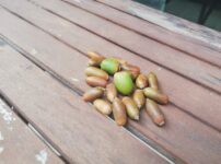 自分らしくあること